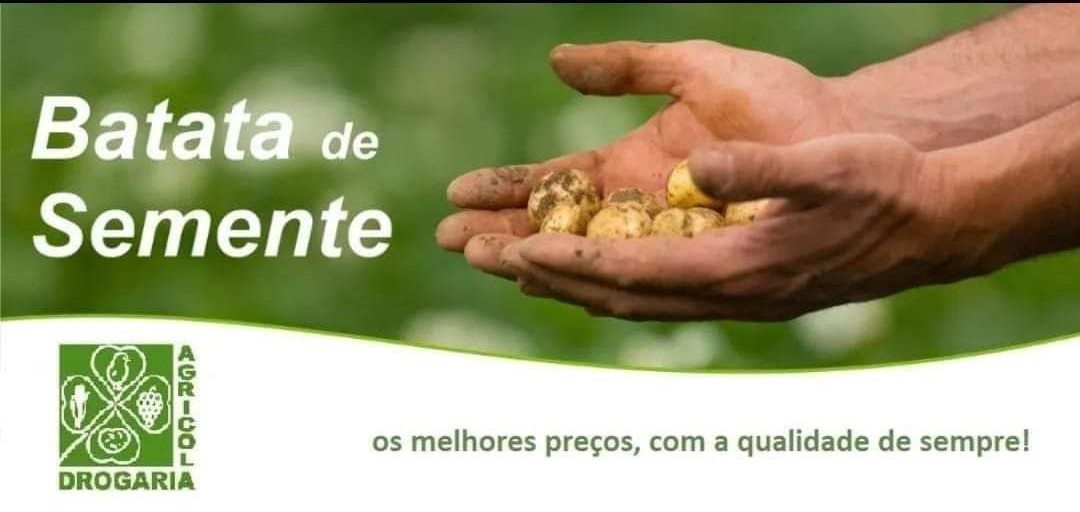 Batata de Semente
